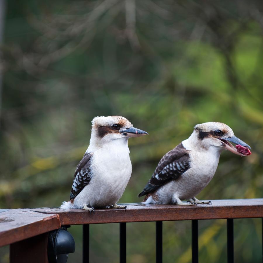 Yarra Ranges Country Apartment Mount Evelyn Εξωτερικό φωτογραφία